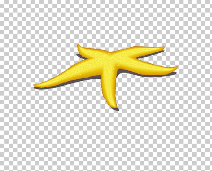 Starfish Yellow Benthos PNG, Clipart, Concepteur, Creatures, Echinoderm, Encapsulated Postscript, Euclidean Vector Free PNG Download