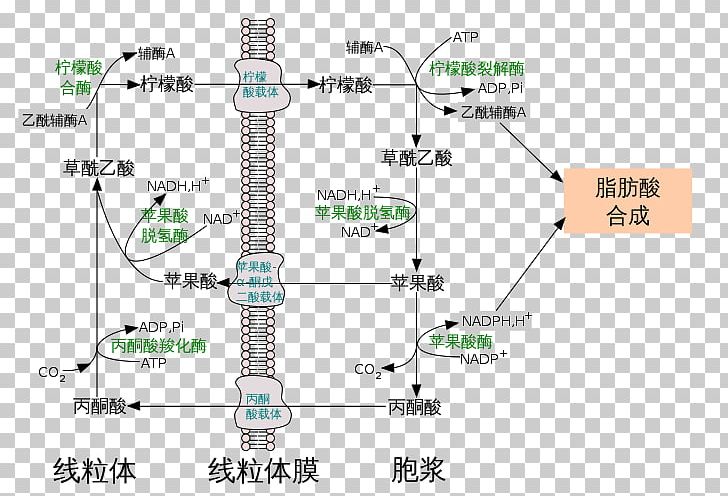 ATP Citrate Lyase Citric Acid 三羧酸轉運體系 Adenosine Triphosphate PNG, Clipart, Acetylcoa, Adenosine Triphosphate, Alter, Angle, Area Free PNG Download