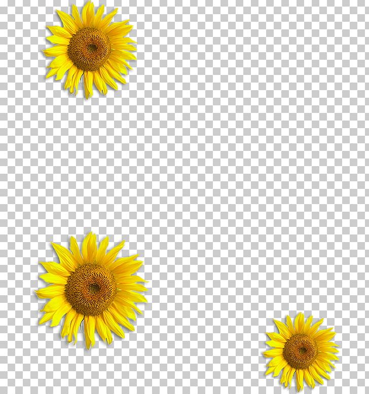 Chrysanthemum Flower Yellow PNG, Clipart, Adobe Illustrator, Chrysanthemum Chrysanthemum, Chrysanthemums, Daisy Family, Encapsulated Postscript Free PNG Download