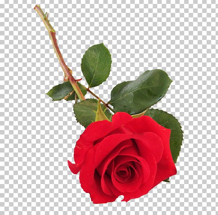 Garden Roses Cabbage Rose Floribunda Plant Stem PNG, Clipart,  Free PNG Download