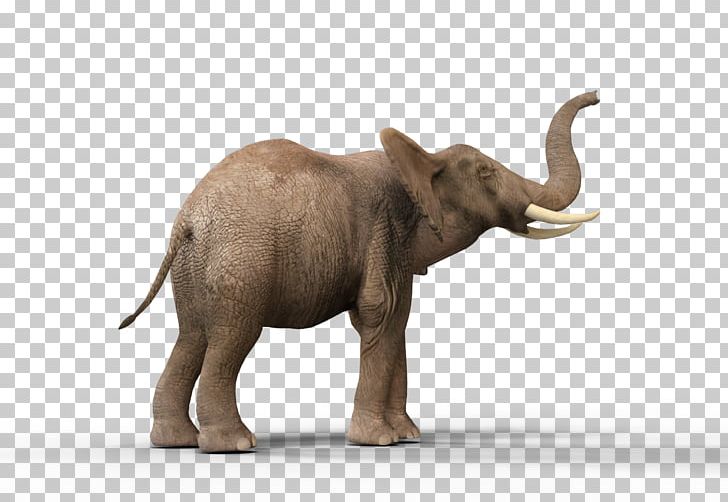 Indian Elephant African Elephant Elephantidae Tusk PNG, Clipart, African Elephant, Cattle Like Mammal, Desert, Deviantart, Elephant Free PNG Download