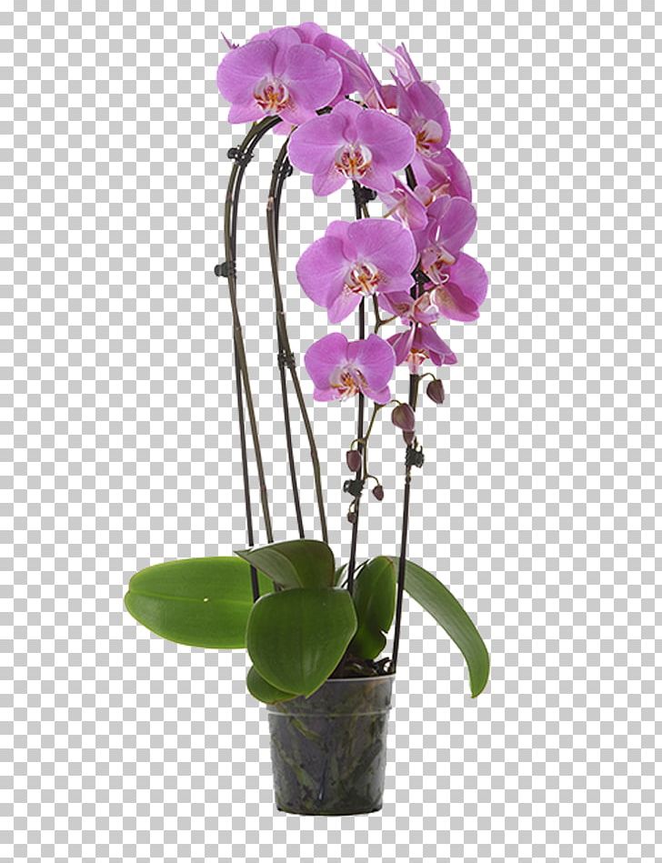 Phalaenopsis Equestris Cut Flowers Crimson Cattleya Orchids Dendrobium PNG, Clipart, Cattleya, Cattleya Labiata, Cattleya Orchids, Cut Flowers, Dendrobium Free PNG Download