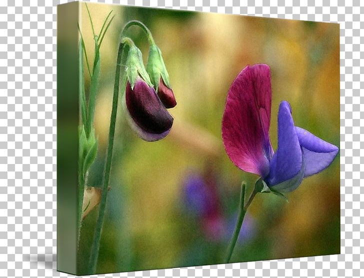 Tulip Meadow Violet Wildflower Plant Stem PNG, Clipart, Bud, Closeup, Flora, Flower, Flowering Plant Free PNG Download