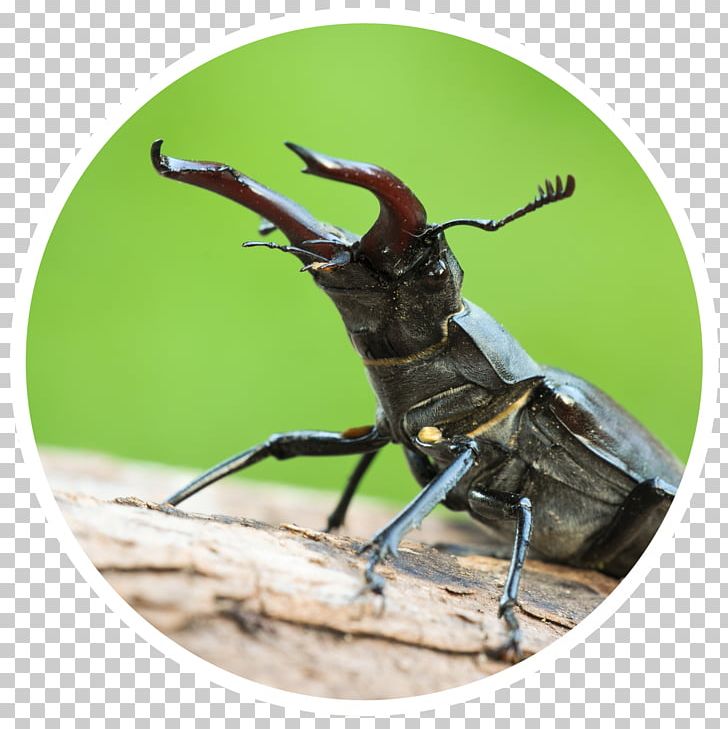 Weevil Insect PNG, Clipart, Animals, Arthropod, Beetle, Insect, Invertebrate Free PNG Download