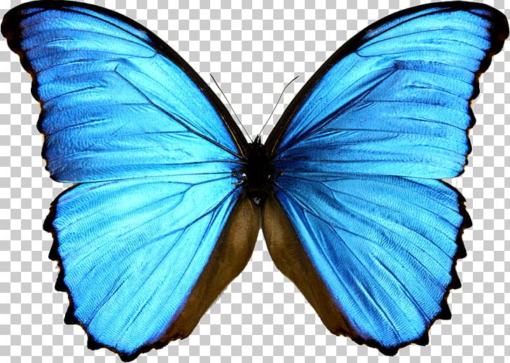 Monarch Butterfly Morpho Menelaus Morphinae Blue PNG, Clipart, Blu, Blue, Blue Abstract, Blue Abstracts, Blue Background Free PNG Download