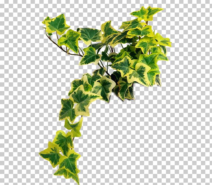 Portable Network Graphics Houseplant Common Ivy Psd PNG, Clipart, Araliaceae, Branch, Common Ivy, Flower, Flowerpot Free PNG Download