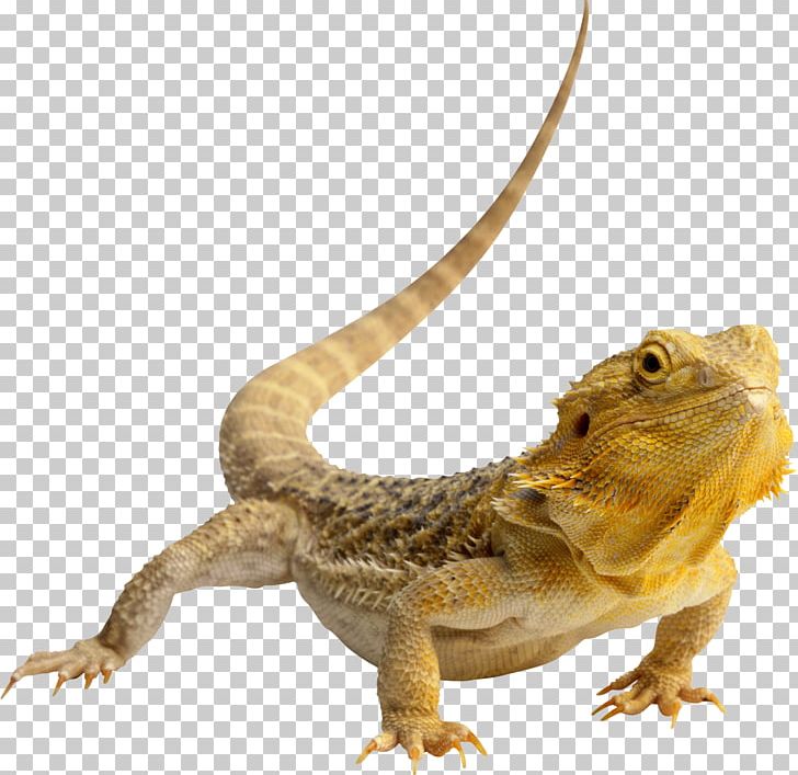Central Bearded Dragon Lizard Reptile Green Iguana PNG, Clipart, Agama, Agamidae, Animals, Bearded Dragons, Common Iguanas Free PNG Download