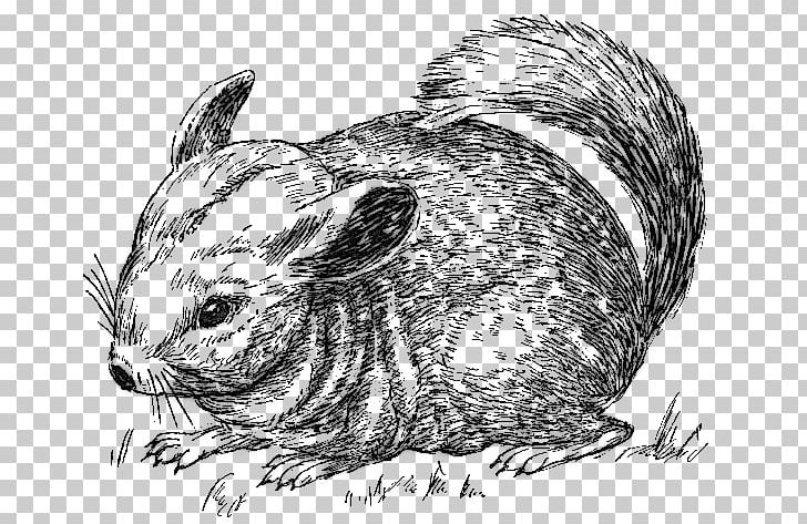 Long-tailed Chinchilla Vertebrate Drawing Rodent Mouse PNG, Clipart, Animals, Black And White, Carnivoran, Chinchilla, Coloring Book Free PNG Download