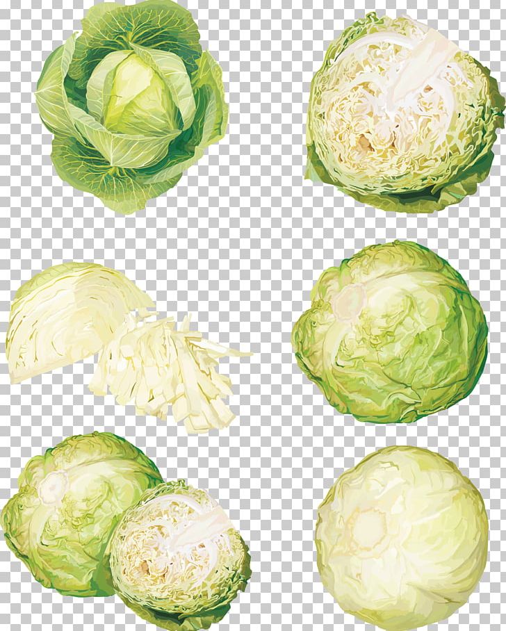 Vegetable Cabbage Food Illustration PNG, Clipart, Brussels Sprout, Cabbage Vector, Capsicum Annuum, Cartoon Cabbage, Chinese Cabbage Free PNG Download