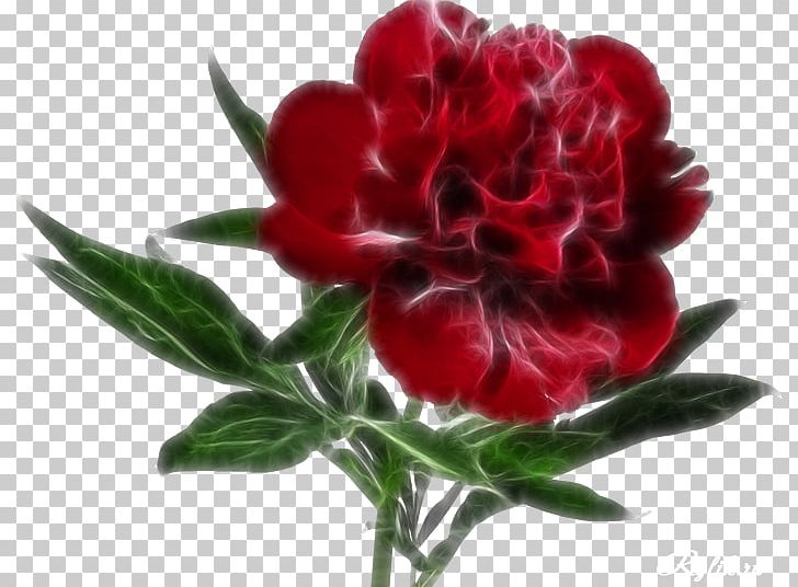 Android PNG, Clipart, Android, App Annie, Carnation, Clip Art, Cut Flowers Free PNG Download