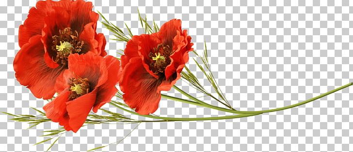Common Poppy Flower Red PNG, Clipart, Common Poppy, Cut Flowers, Desktop Wallpaper, Encapsulated Postscript, Floral Design Free PNG Download