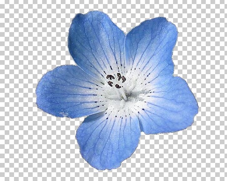 Nemophila Menziesii French Hydrangea Light Flower Blue PNG, Clipart, Baby Blue, Blue, Flower, Flowers, French Free PNG Download