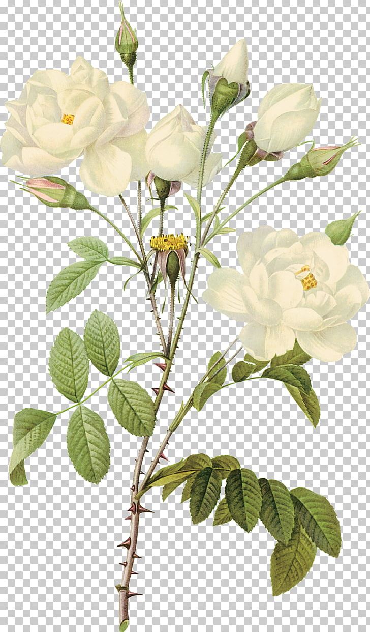 White Roses PNG, Clipart, White Roses Free PNG Download