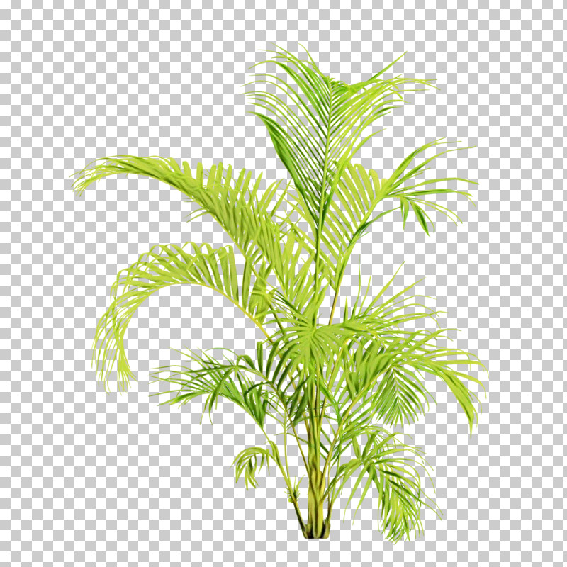 Palm Tree PNG, Clipart, Arecales, Elaeis, Flower, Grass, Houseplant Free PNG Download