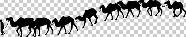 Camel Train Silhouette Desert PNG, Clipart, Animal, Animals, Black And White, Camel, Camel Vector Free PNG Download