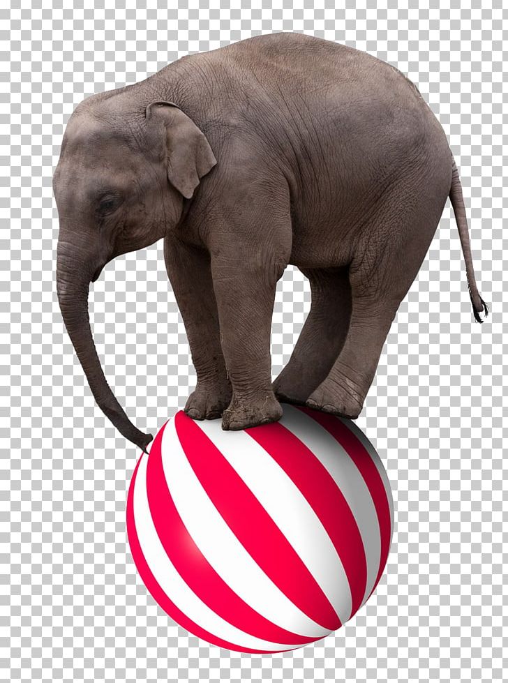 Elephant Circus Stock Photography PNG, Clipart, Circus, Creative Background, Creativity, Disco Ball, Dumbo Free PNG Download