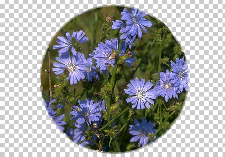 Chicory Flower Medicinal Plants Chicorée Industrielle PNG, Clipart, Aster, Blue, Chicory, Daisy Family, Edible Flower Free PNG Download
