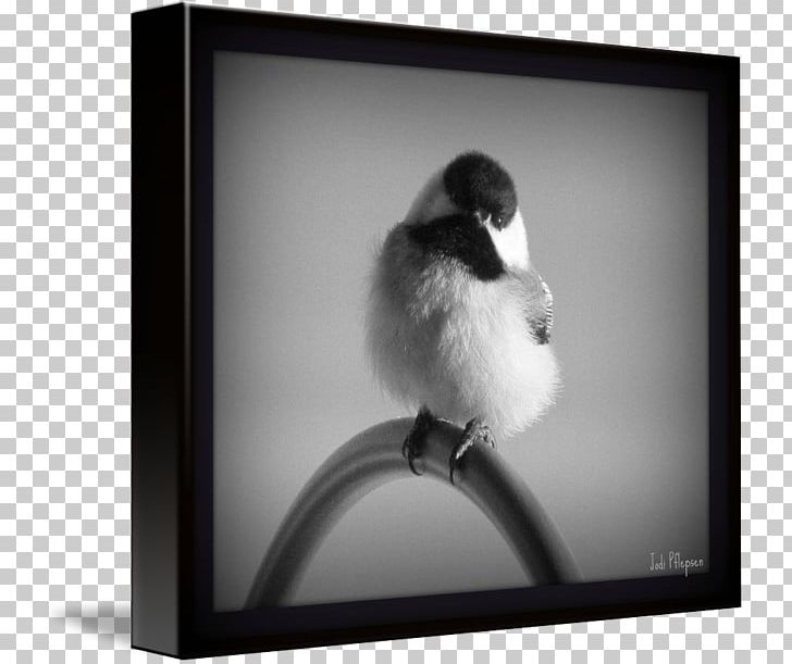 Frames Beak White PNG, Clipart, Beak, Bird, Black And White, Chickadee, Monochrome Free PNG Download