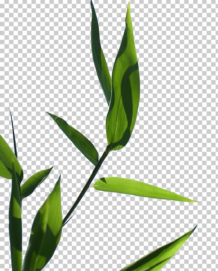 Leaf Grasses Plant Stem Herbalism Branching PNG, Clipart, Branch, Branching, Family, Grass, Grasses Free PNG Download