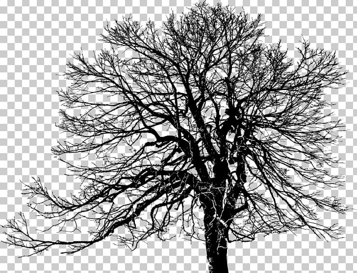 Tree Branch Light PNG, Clipart, Black And White, Branch, Forest, France, Light Free PNG Download