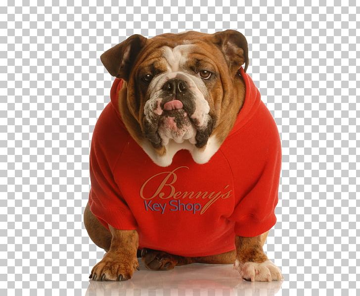 Valley Bulldog Old English Bulldog Pug French Bulldog PNG, Clipart, Animals, Benny, Brindle, British Bulldogs, Buldog Free PNG Download