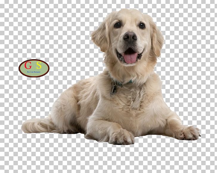 Dog Cat Puppy Pet Nutrition PNG, Clipart,  Free PNG Download