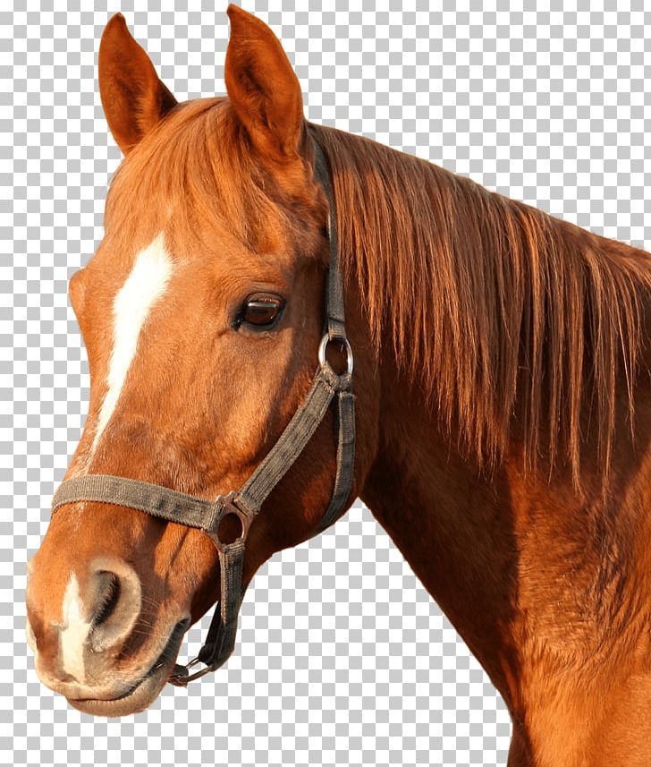 Horse Coloring Book Animal Adult PNG, Clipart, Adult, Animal, Animals, Book, Bridle Free PNG Download