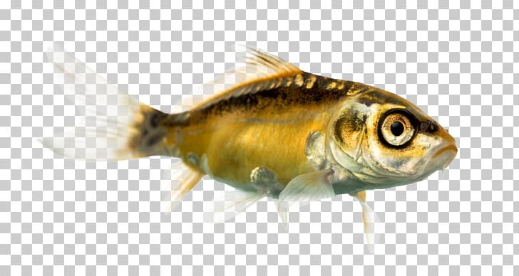 Koi Goldfish Stock Photography PNG, Clipart, Bony Fish, Common Carp, Depositphotos, Drawing, Fauna Free PNG Download