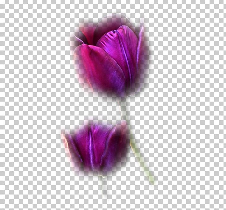 Tulip Pink Flowers Purple Blue PNG, Clipart, Animation, Blue, Cicek, Cicekler, Color Free PNG Download