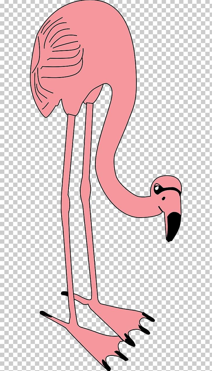 Flamingo Bird Pink PNG, Clipart, Animals, Arm, Art, Beak, Bird Free PNG Download