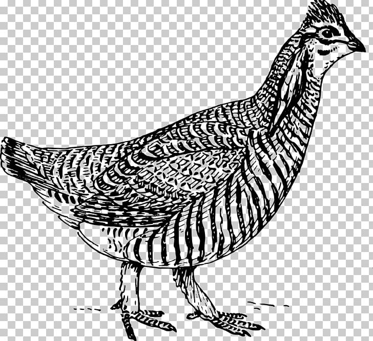Fried Chicken Prairie Dog Chicken Meat PNG, Clipart, Animals, Beak, Biology, Bird, Black And White Free PNG Download