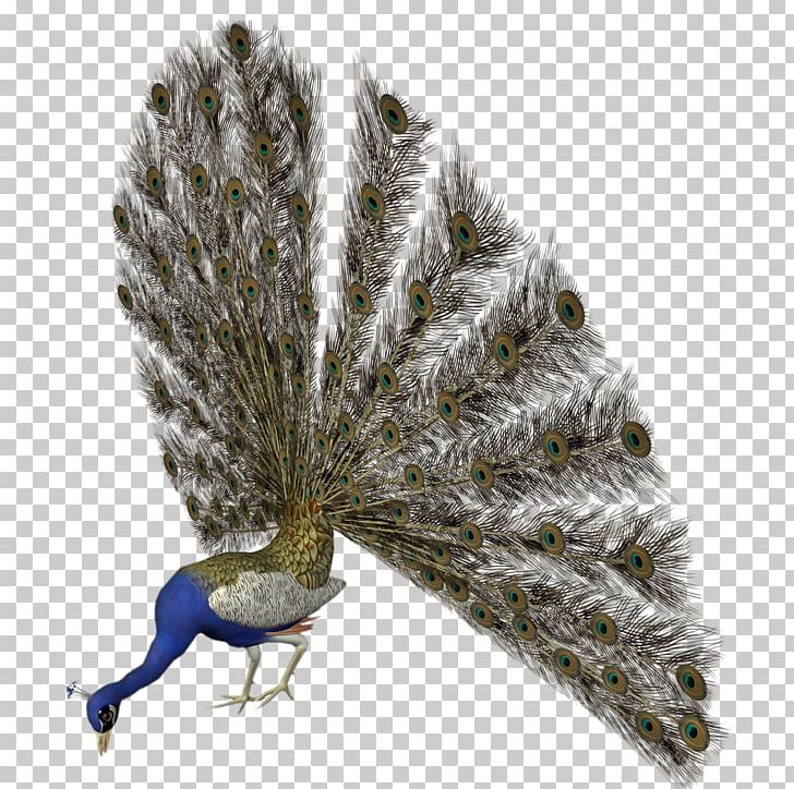 Asiatic Peafowl Bird Feather PNG, Clipart, Animals, Animals Birds, Asiatic, Asiatic Peafowl, Beak Free PNG Download