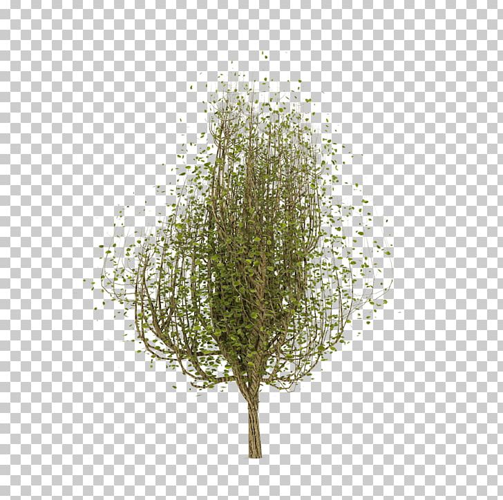 Branching PNG, Clipart, Branch, Branching, Grass, Others, Plant Free PNG Download
