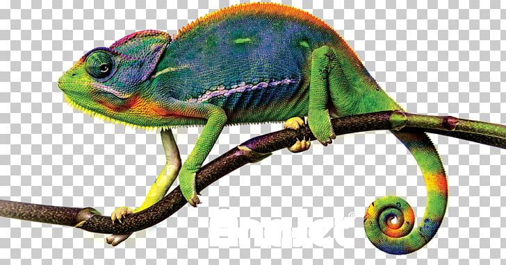 Chameleons PNG, Clipart, African Chameleon, Animal Figure, Chameleon, Chameleons, Iguania Free PNG Download