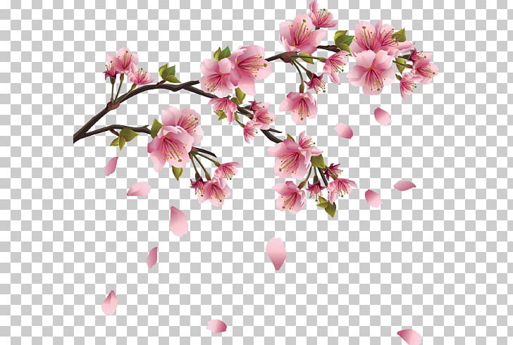 Cherry Blossom Drawing PNG, Clipart, Blossom, Branch, Cherry Blossom, Desktop Wallpaper, Drawing Free PNG Download