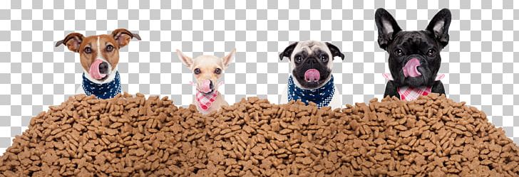 Dog Puppy Pet Sitting Pet Food PNG, Clipart, Animals, Carnivoran, Dog, Dog Biscuit, Dog Breed Free PNG Download