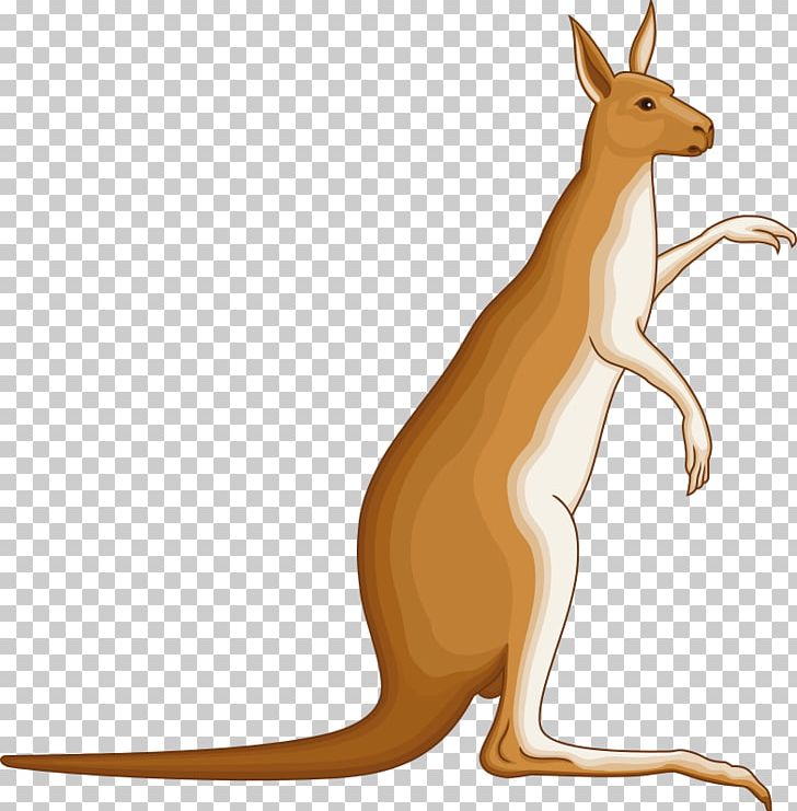 Macropodidae Kangaroo PNG, Clipart, Animal Figure, Animals, Carnivoran, Desktop Wallpaper, Download Free PNG Download