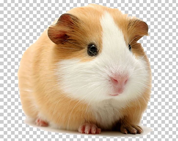 Rodent Cuy Dog Himalayan Guinea Pig Hamster PNG, Clipart, Agouti, Animals, Cuy, Diet, Dog Free PNG Download