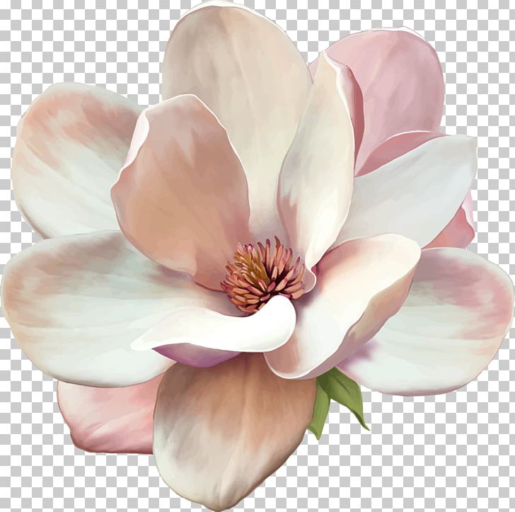 Southern Magnolia Stock Photography Flower PNG, Clipart, Decorative, Floral, Flowers, Happy Birthday Vector Images, Istock Free PNG Download