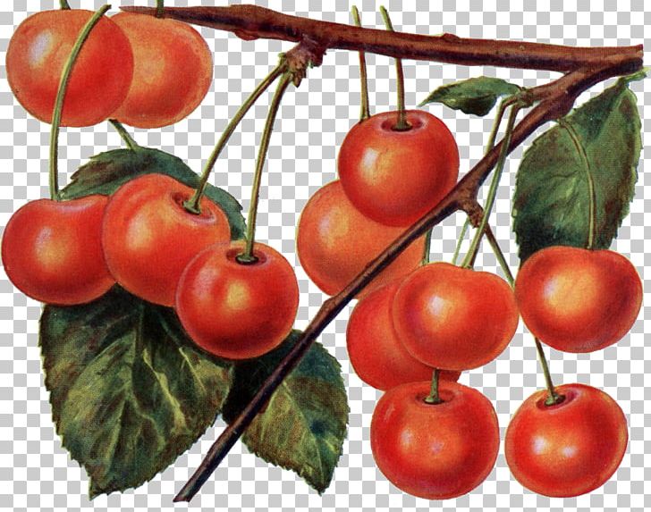 Tomato Cherry Fruit Cerasus Maraschino PNG, Clipart, Apple, Berry, Bush Tomato, Cerasus, Cherry Free PNG Download