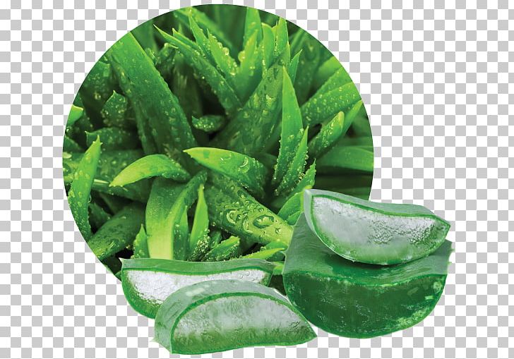 Aloe Vera Stock Photography Alamy Plant Phytotherapy PNG, Clipart, Alamy, Aloe, Aloe Vera, Food Drinks, Forest Free PNG Download