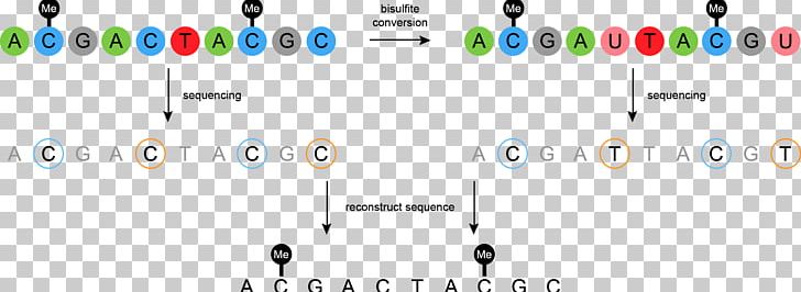 Bisulfite Sequencing DNA Methylation Nucleic Acid Sequence DNA Sequencing PNG, Clipart, Angle, Area, Bisulfite Sequencing, Brand, Circle Free PNG Download