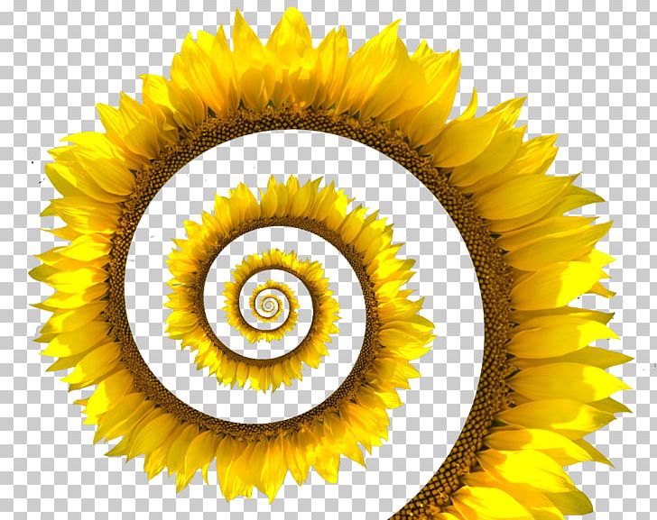 Common Sunflower Spiral Stock Photography Sunflower Seed White PNG, Clipart, Circle, Closeup, Cloud, Creative, Daisy Family Free PNG Download