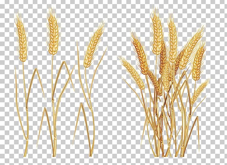 Common Wheat Ear PNG, Clipart, Bumper, Cereal, Cereal Germ, Commodity, Common Wheat Free PNG Download