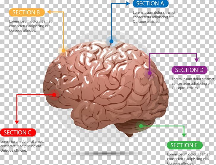 Human Brain Agy Cerebrum Euclidean PNG, Clipart, Bar Chart, Bosh Miya, Brain, Brain Vector, Charts Free PNG Download