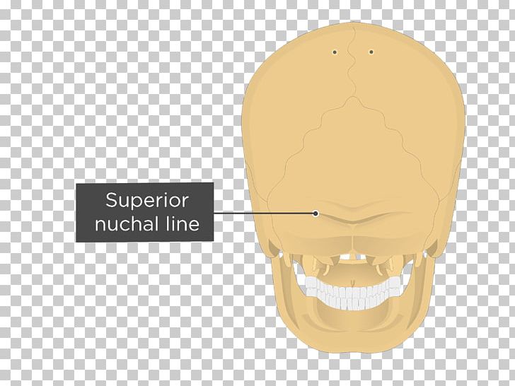 Nuchal Lines Occipital Bone Nuchal Ligament Nuchal Plane Anatomy PNG, Clipart, Anatomy, Bone, External Occipital Protuberance, Fantasy, Frontalis Muscle Free PNG Download