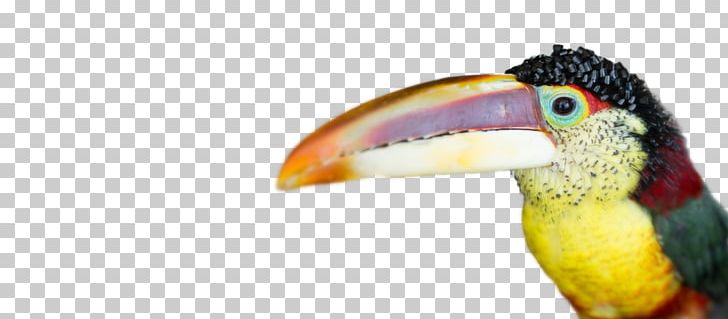 Toucan Beak Hornbill Close-up Feather PNG, Clipart, Beak, Bird, Closeup, Closeup, Fauna Free PNG Download