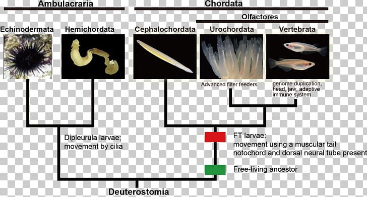 Vertebrate Chordata Notochord Animal Evolution PNG, Clipart, Advance, Angle, Animal, Area, Base Free PNG Download