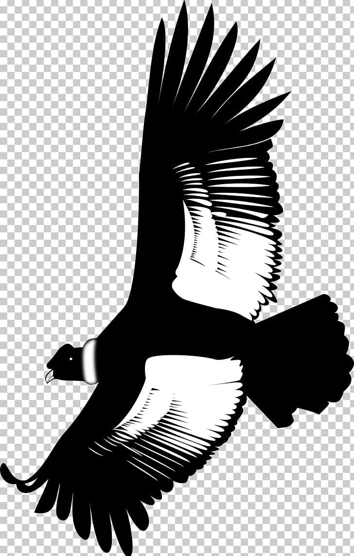Andean Condor Eagle California Condor PNG, Clipart, Andean Condor, Animals, Art, Beak, Bird Free PNG Download