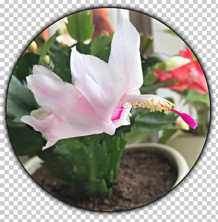 Cactaceae Schlumbergera Succulent Plant Stonecrop PNG, Clipart, Cactaceae, Claw, Flora, Flower, Flowering Plant Free PNG Download